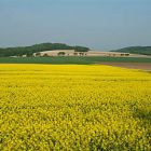 1499_rapsfeld schneeberg_5.jpg